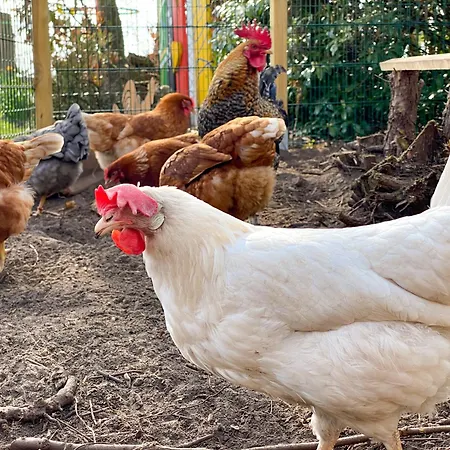 Appartement Ela'S Hof - Lavendel *